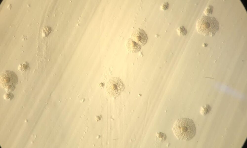 Unusual genetic code in Antarctic microbes yields rare amino acid