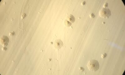 Unusual genetic code in Antarctic microbes yields rare amino acid