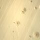 Unusual genetic code in Antarctic microbes yields rare amino acid