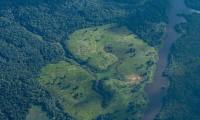 What remote-sensing reveals about plants, forests, and minerals from space