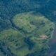 What remote-sensing reveals about plants, forests, and minerals from space