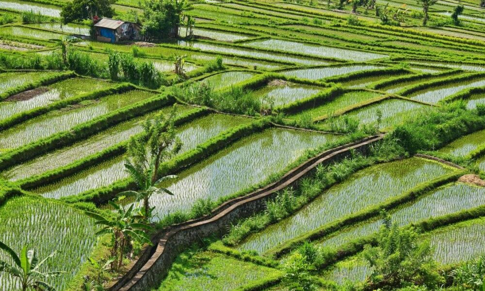 Why is rice such a water-intensive crop?