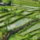 Why is rice such a water-intensive crop?
