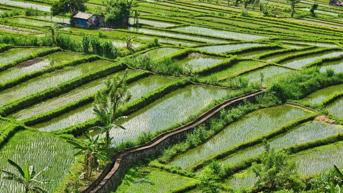 Why is rice such a water-intensive crop?