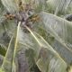 Why participatory science is crucial to tackling coconut root wilt disease