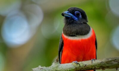 238 bird species spotted in Thiruvananthapuram district during Great Backyard Bird Count and Campus Bird Count
