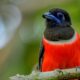 238 bird species spotted in Thiruvananthapuram district during Great Backyard Bird Count and Campus Bird Count