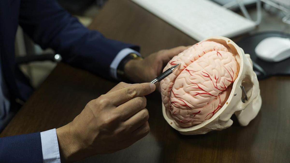 Can white matter changes in the brain determine our ageing trajectory?