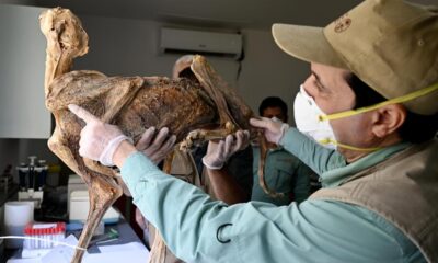 Could the near-extinct Asiatic cheetah rewild Saudi Arabia?