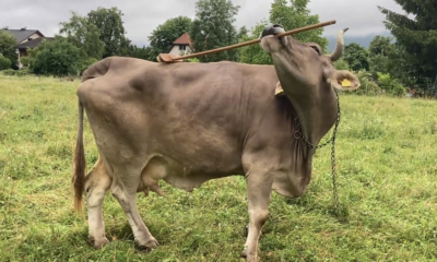 Cows can use tools, and one Austrian cow has now shown it clearly