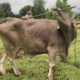 Cows can use tools, and one Austrian cow has now shown it clearly