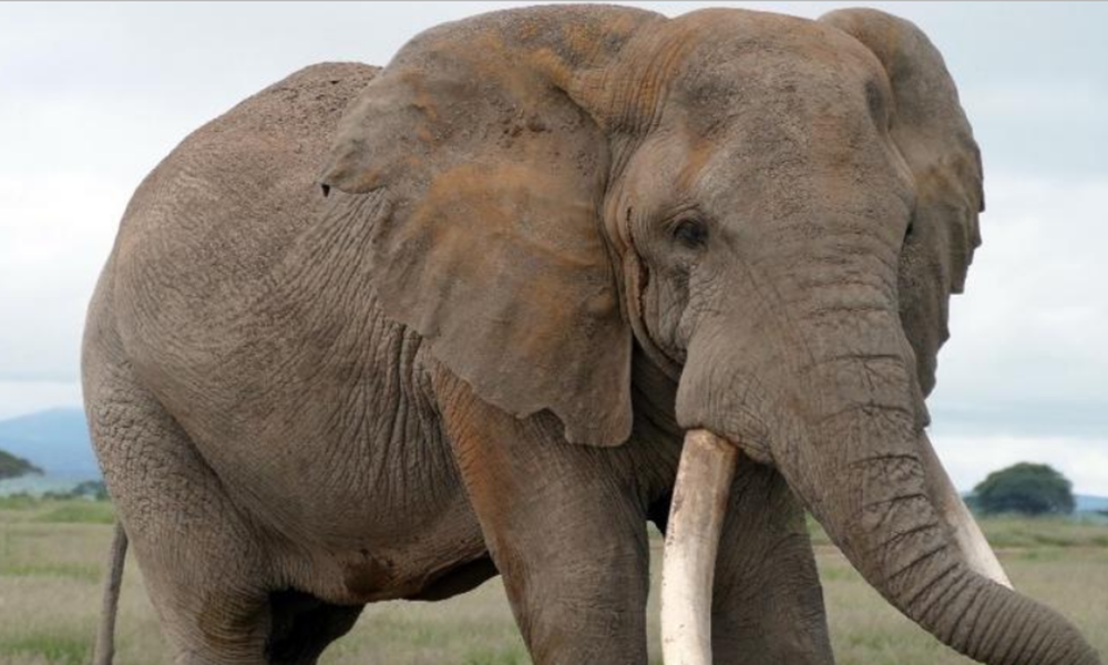 Craig the elephant, and the promise and problem of wildlife icons