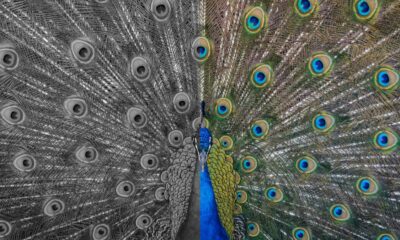 Global warming, pollution are stripping vibrant colours from nature