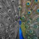 Global warming, pollution are stripping vibrant colours from nature