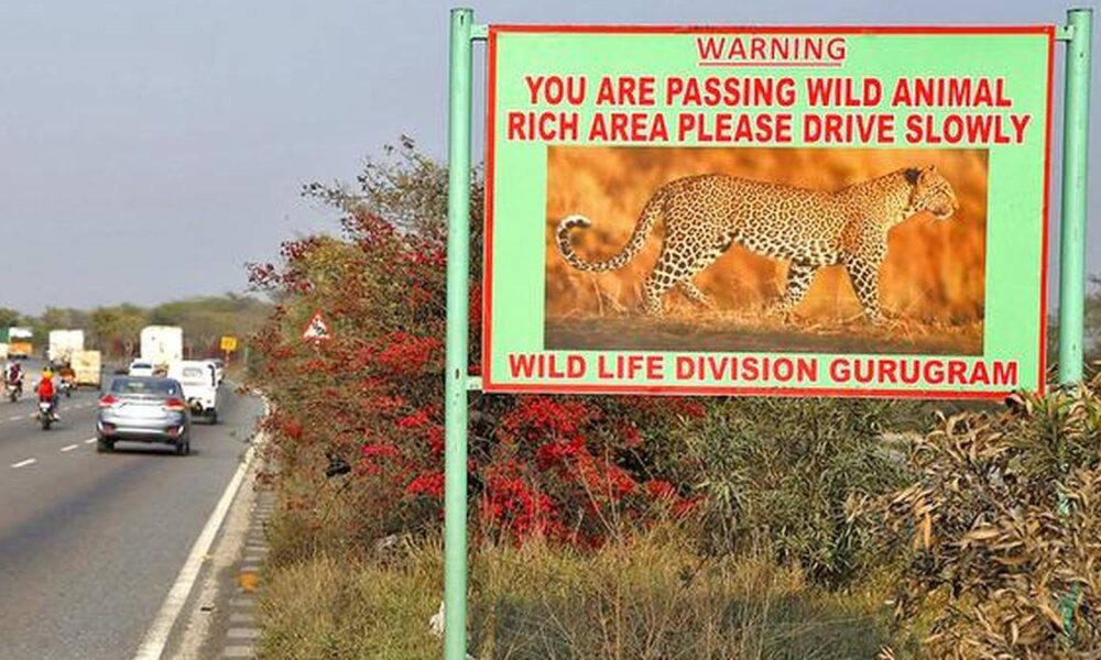 Human super-predators not always ‘super-scary’ to wildlife, finds study