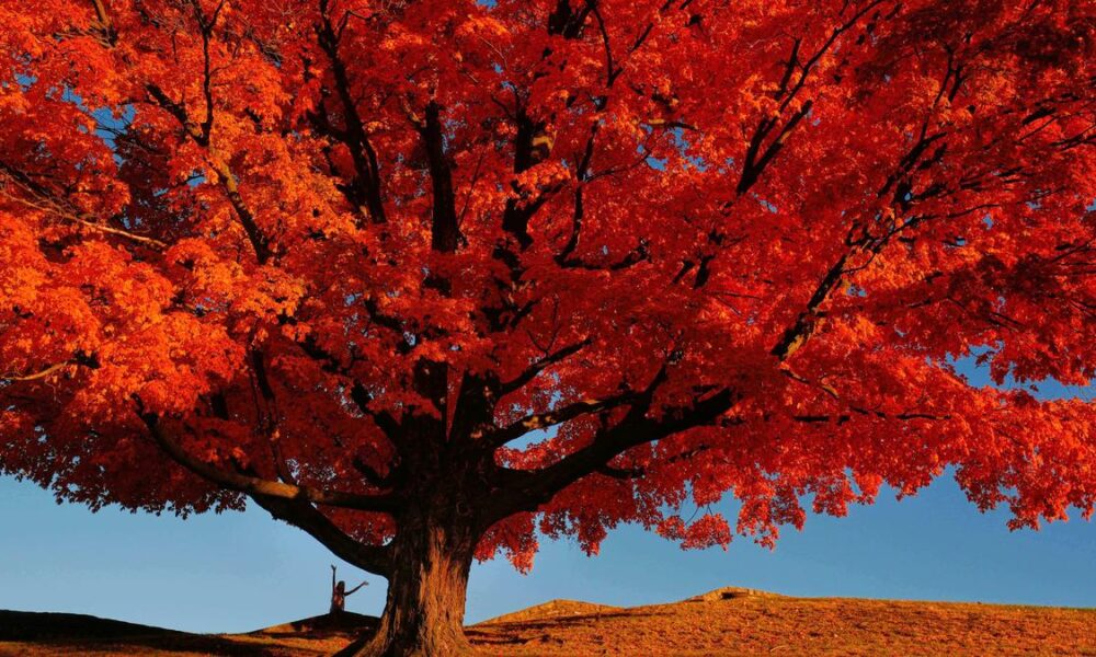 Leafy chemistry: What happens when a leaf changes colour in autumn?