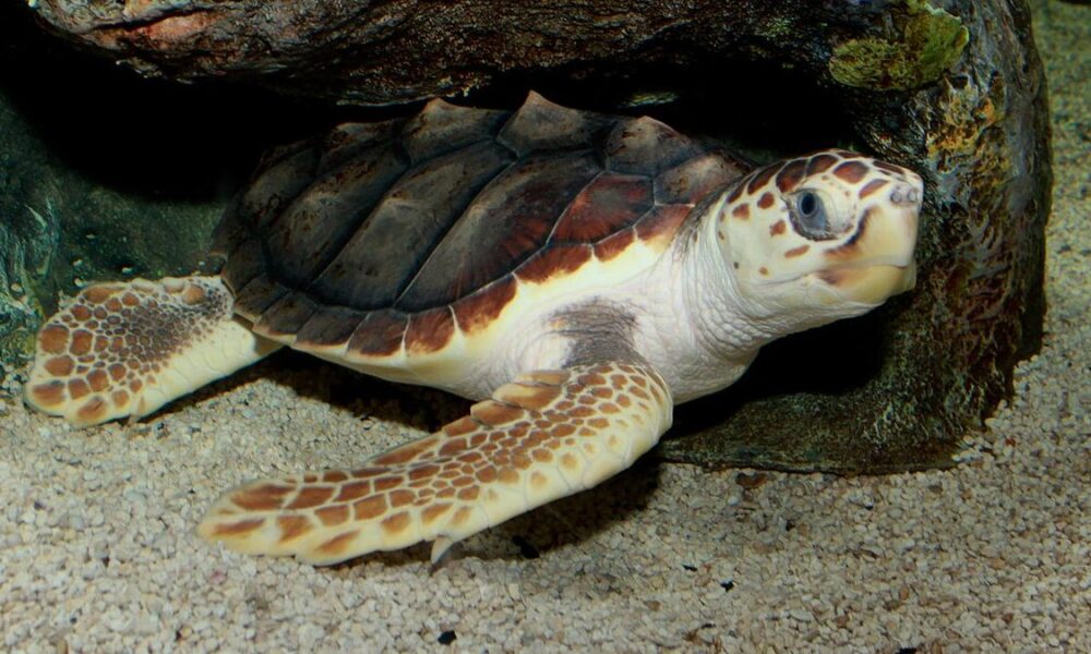 Loggerhead turtles face four-pronged threats due to climate change