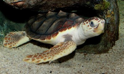 Loggerhead turtles face four-pronged threats due to climate change