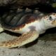 Loggerhead turtles face four-pronged threats due to climate change