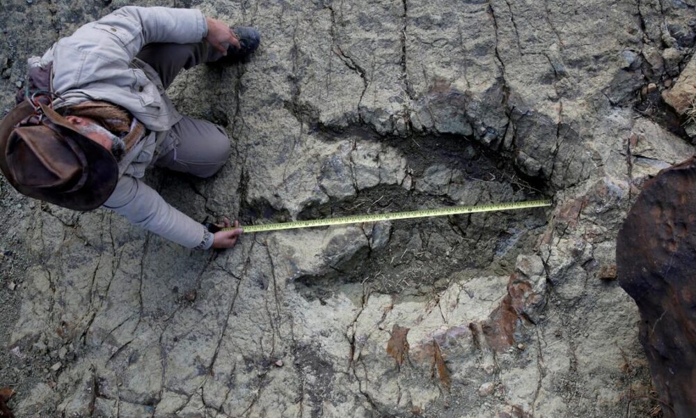 New AI method helps identify which dinosaur made which footprints