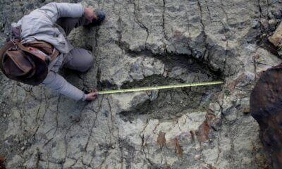 New AI method helps identify which dinosaur made which footprints