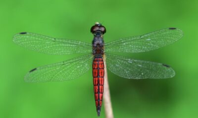 New dragonfly species discovered in Kerala, named Lyriothemis keralensis