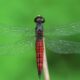 New dragonfly species discovered in Kerala, named Lyriothemis keralensis