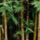 Rediscovering the virtues of bamboo, an ancient plant