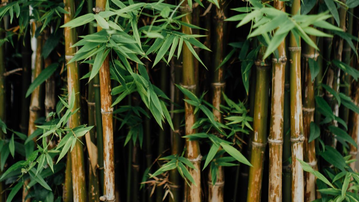 Rediscovering the virtues of bamboo, an ancient plant