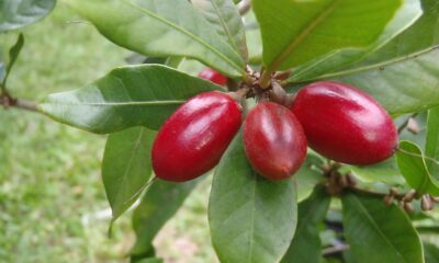 Science Quiz | The science of taste