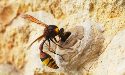 Unusual ancient gene governs sex of ant, bee, wasp newborns
