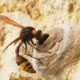 Unusual ancient gene governs sex of ant, bee, wasp newborns