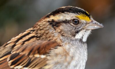 White-throated sparrows show sex in nature is not a simple binary