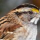 White-throated sparrows show sex in nature is not a simple binary