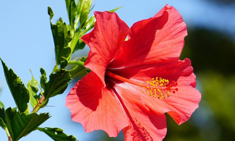 Why do shrubs like hibiscus flower/fruit profusely only on the sunlit side?