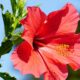 Why do shrubs like hibiscus flower/fruit profusely only on the sunlit side?