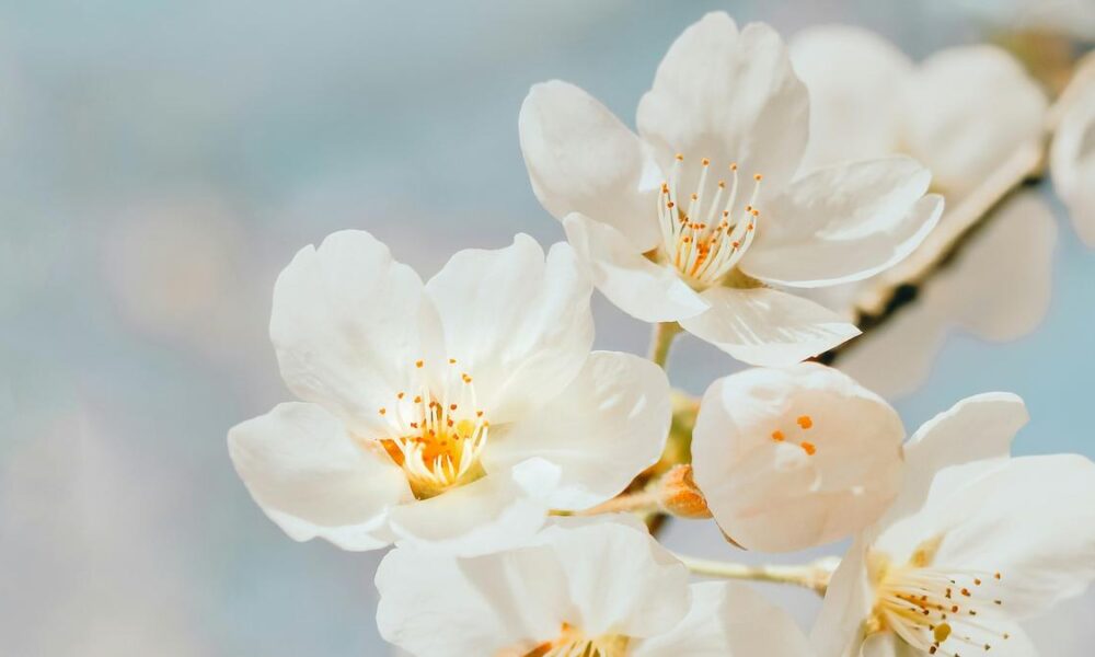 Why do so many flowers have five petals?