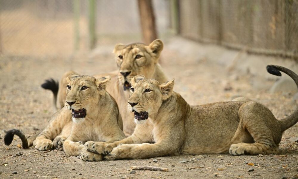 Why don’t all animals give birth to the same number of babies at a time?