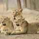 Why don’t all animals give birth to the same number of babies at a time?