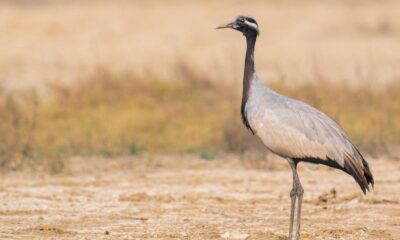 A 'ballerina' from Eurosiberia seeks a new stage in India