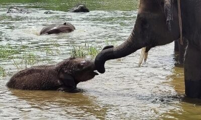 Animals that show intentional communication is not just human