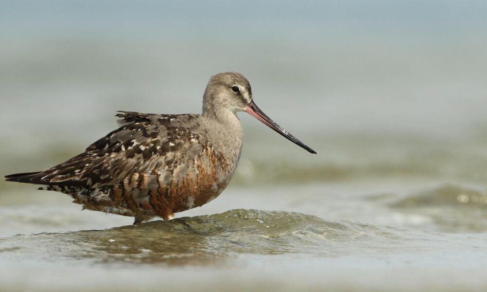 Can nations save the shorebird that flies 30,000 km a year?