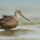 Can nations save the shorebird that flies 30,000 km a year?