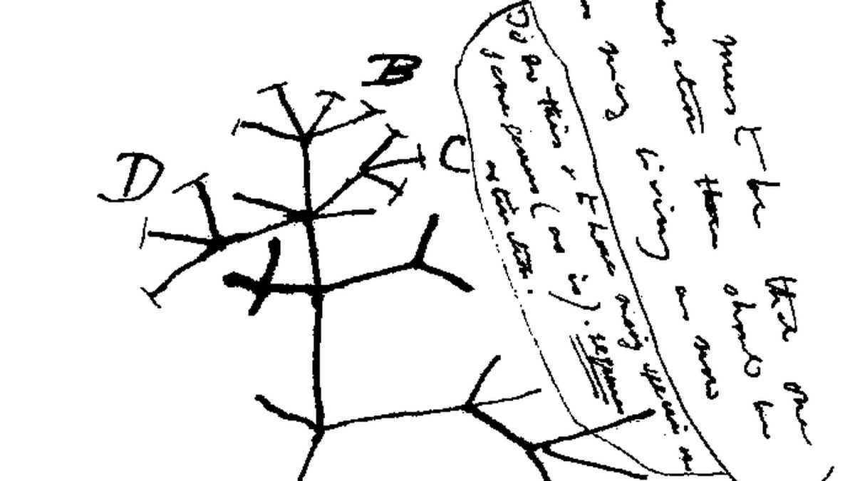 Daily Quiz | On Theory of Evolution