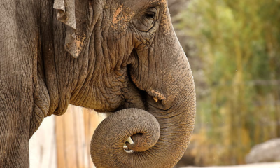 Groups to prevent human-elephant conflict linked to more elephant deaths