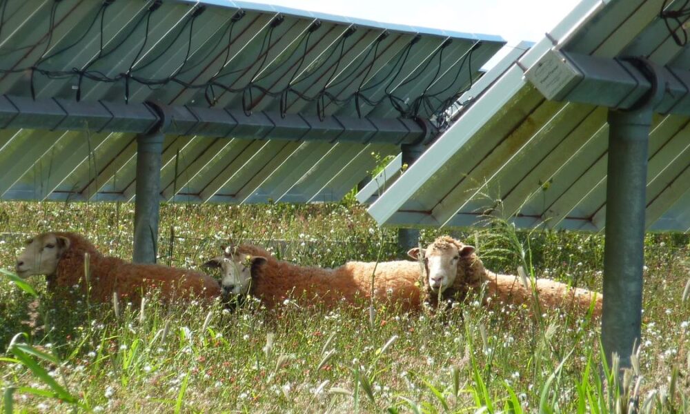 How agriPV can turn India’s farms into dual-purpose powerhouses