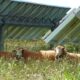 How agriPV can turn India’s farms into dual-purpose powerhouses