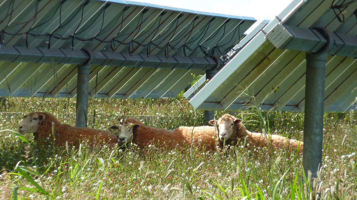 How agriPV can turn India’s farms into dual-purpose powerhouses