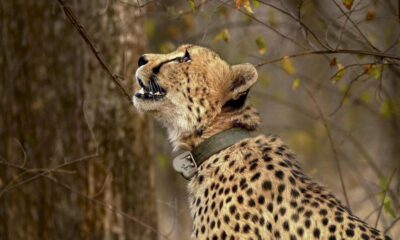 India’s Project Cheetah must stop importing big cats, say scientists