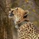 India’s Project Cheetah must stop importing big cats, say scientists